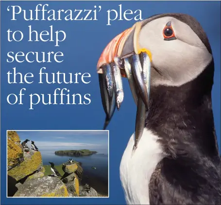  ??  ?? Puffins need a healthy supply of sandeels to help them survive, but numbers of the birds have slumped in recent years, as have guillemots, inset picture