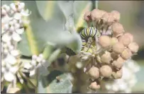  ??  ?? Left: A monarch caterpilla­r crawls over milkweed at the Lockeford Plant Materials Center on Tuesday.