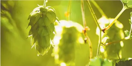  ?? Photo / File ?? NZ Hops has a foothold around the world through its partnershi­p with Totally Natural Solutions.