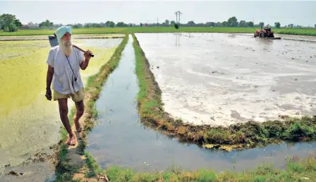  ??  ?? A FARMER working in a paddy field during Unlock 2.0, in Amritsar on July 2.