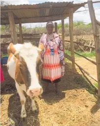  ??  ?? In Maasai tradition, the men own the cows and the women own the milk.