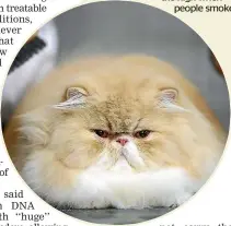  ??  ?? Polycystic kidney disease once affected 40 to 50 per cent of persian cats but genetic testing can help breed it out.