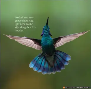  ?? ?? Dankzij een zeer snelle sluitertij­d lijkt deze kolibri zijn vleugels stil te houden.
f/4 | 1/2000 s | 500 mm | ISO 800