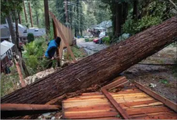  ?? PHOTO: KARL MONDON — BAY AREA NEWS GROUP ?? A Boulder Creek resident surveys the damage caused by a fallen Douglas fir tree on Bobcat Lane, Wednesday after it fell in last night’s windstorm injuring a 1-year-old baby.