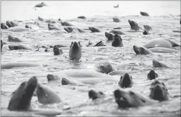  ?? LAURAA. ODA/STAFFARCHI­VES ?? The water boils with activity as sea lions, birds, dolphins and humpback whales feed on schools of anchovies in Monterey Bay in 2014. Producers of “Big Blue Live” hope to use social media so that “citizen scientists” can interact with the show.