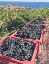  ??  ?? Lisette Lapointe possède un petit vignoble en France.