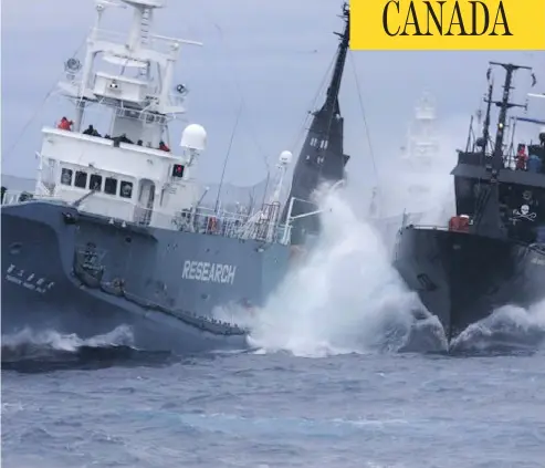  ?? INSTITUTE OF CETACEAN RESEARCH / THE ASSOCIATED PRESS FILES ?? In this 2010 file photo, anti-whaling group Sea Shepherd’s ship the Bob Barker, right, and the Japanese whaling ship No. 3 Yushin Maru collide in the waters of Antarctica. Sea Shepherd has been battling the whaling ships for years, but says it can no...