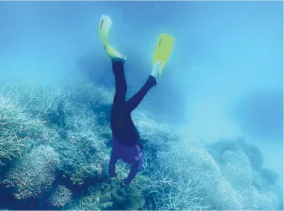  ?? Picture: AFP ?? LOSS OF COLOUR. Coral on Australia’s Great Barrier Reef has again been hit with ‘widespread’ bleaching, authoritie­s said yesterday.