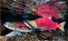  ??  ?? A female (in front) and male sockeye salmon over eggs in the Adams River in British Columbia, Canada. Photograph: Nature Picture Library/Alamy Stock Photo