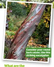  ??  ?? Consider year-round bark colour, like this striking eucalyptus