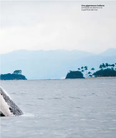  ??  ?? Una gigantesca ballena jorobada se asoma a la superficie del mar.