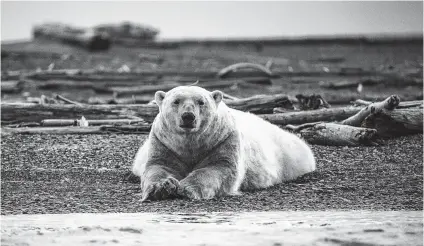  ?? Josh Haner / New York Times ?? Scientists raised concerns about the surveillan­ce plan, citing the potential impact on protected animals, like polar bears.