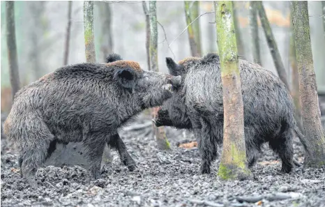  ?? FOTO: DPA ?? Um der Gefahr einer eingeschle­ppten Schweinepe­st den Boden zu entziehen, soll der Bestand an Wildschwei­nen drastisch reduziert werden.