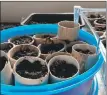  ??  ?? Empty toilet roll tubes can be turned into pots for peas and beans.