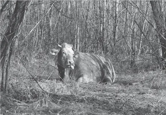  ?? MACIEJ ZYCH/THE ASSOCIATED PRESS ?? A Limousin beef cow — affectiona­tely named Hero Cow by locals — escaped by swimming to a nearby island in Nyskie Lake while being taken to a slaughterh­ouse in Poland in January. Hero cow lived there and on an another island, eluding capture for nearly...