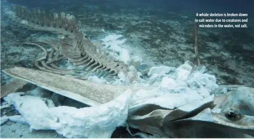  ??  ?? A whale skeleton is broken down in salt water due to creatures and microbes in the water, not salt.