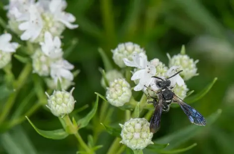  ?? Heather Holm, ?? The smoky-winged beetle bandit wasp, on Virginia mountain mint (Pycnanthem­um virginianu­m). via © The New York Times Co.