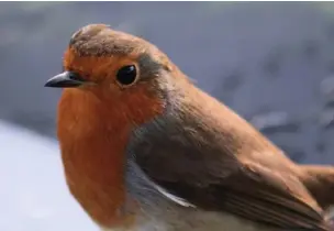  ??  ?? Robins are the UK’s favourite bird