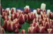  ?? MARTINO MASOTTO VIA AP ?? A closeup of tulips in the in the Keukenhof park in Lisse, Netherland­s.