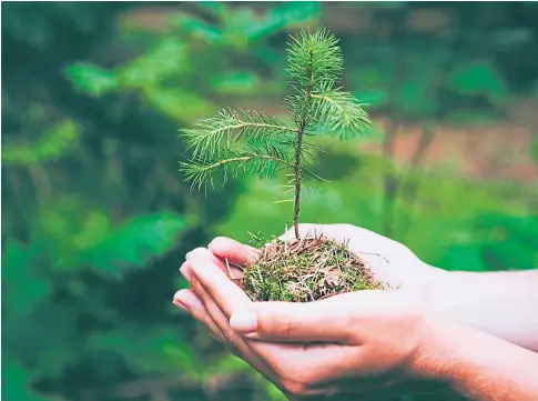  ?? ?? GROWTH: New woodlands require more than wall-to-wall alien conifers to succeed, native species trees are key too.