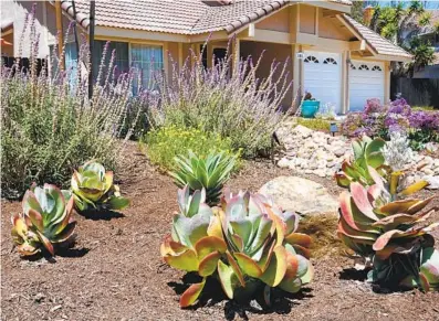  ?? OTAY WATER DISTRICT ?? The hundreds of new plants include paddle plants (foreground), succulents with reddish-tinged leaves in a rosette form.