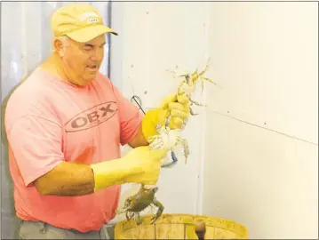  ?? STAFF PHOTOS BY RICK BOYD ?? Paul Kellam sorts crabs as his seafood business in Ridge. Kellam sells crabs in St. Mary’s and southern Calvert counties. Below, Bobby McKay answers a call from a customer outside his home in Ridge.