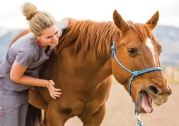  ??  ?? Horses often respond to massage in ways that indicate obvious pleasure.