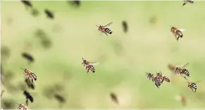  ?? FOTO: PIXABAY ?? Ende April teilen sich Bienenstäm­me. Bienen, die einer neuen Königin folgen (siehe Symbolbild), schwärmen dann.