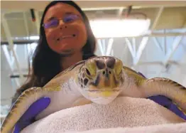  ?? WAYNE PARRY AP ?? Brandi Biehl, co-director of the Sea Turtle Recovery hospital in the Turtle Back Zoo in West Orange, N.J., examines a sea turtle.