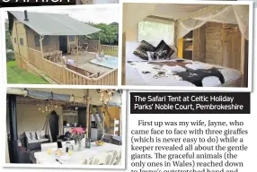  ??  ?? The Safari Tent at Celtic Holiday Parks’ Noble Court, Pembrokesh­ire