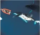  ?? DUKE MARINE ROBOTICS AND REMOTE SENSING LAB ?? Researcher­s found that as body size increases in toothed whales, they become less efficient as they hunt.