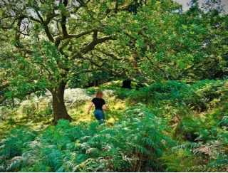  ??  ?? Walking knee deep in bracken in the lush woodland on a fresh July day.