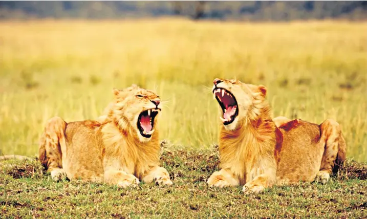  ??  ?? African lions copy one another’s yawns when it is time to get moving