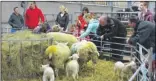  ??  ?? From left, Vicki Jessel, farm manager Vicky Weeks, executive head teacher Jon Whitcombe, George Jessel and North School Young Farmers’ Club members Ellie Easton and Rachel Sinden. Right, visitors admire the sheep