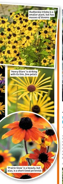  ??  ?? Rudbeckia triloba is a smaller plant, but has masses of blooms ‘Henry Eilers’ is striking with its thin, fine petals ‘Prairie Glow’ is a beauty, but alas, is a short-lived perennial