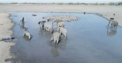  ?? Picture: AFP ?? VULNERABLE. Elephants drink water in a channel that is drying up in the Okavango Delta near Nxaraga village on the outskirts of Maun in Botswana.