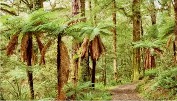  ?? (iStock) ?? The Te Urewera wilderness, a forested area which was the first to acquire human rights in 2014, replacing its former legal status as a National Park.