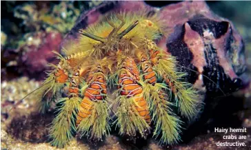  ?? ?? Hairy hermit crabs are destructiv­e.