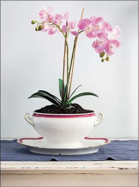  ?? The Washington Post/CYNTHIA NOURI/SASHA NICHOLAS ?? Vintage china serving pieces can be used as containers for plants such as orchids and herbs.