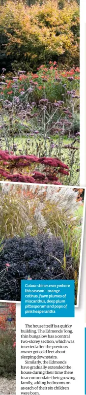  ??  ?? Colour shines everywhere this season – orange cotinus, fawn plumes of miscanthus, deep plum pi osporum and pops of pink hesperanth­a