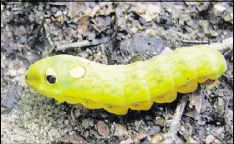  ?? CONTRIBUTE­D BY GREG SCHECHTER, CREATIVE COMMONS ?? The spicebush swallowtai­l butterfly’s caterpilla­r is one of numerous moth and butterfly caterpilla­r species that emerge in spring and provide abundant food for songbirds and nestlings.