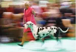  ?? (Darren Staples/Reuters) ?? A HANDLER runs a Great Dane on Friday, the second day of the Crufts Dog Show in Birmingham, England.