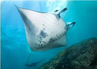  ??  ?? TOP: Reef manta in Nusa Penida, Bali, IMAGE: Simon Pierce (Marine Megafauna Foundation)
MIDDLE: Manta Bay and Manta Point are the most heavily visited sites, Andrea Marshall (Marine Megafauna Foundation)
IMAGE: ABOVE: Large numbers of divers stress the mantas, Elitza Germanov (Marine Megafauna Foundation and Murdoch University)
IMAGE: