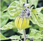  ??  ?? Almost ripe . . . This Cape gooseberry (Physalis peruviana) will be ripe when the papery cover protecting the fruit turns light brown.