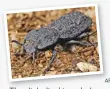  ?? AP ?? The diabolical ironclad beetle is super tough.