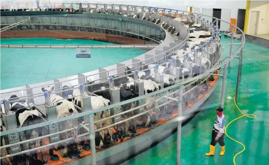  ?? NASEEM ZEITOON/REUTERS-28/11/2017 ?? Vacas durante um dos três turnos de ordenha no dia; animais vivem no ar-condiciona­do e produzem 400 mil litros de leite diariament­e