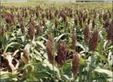  ?? SUE OGROCKI — THE ASSOCIATED PRESS FILE ?? Shown is sorghum at a farm in Waukomis, Okla. As ChinaU.S. trade talks resume in Washington, China said Friday it is dropping anti-dumping and anti-subsidy investigat­ions into imported U.S. sorghum, saying it is not in the public interest.