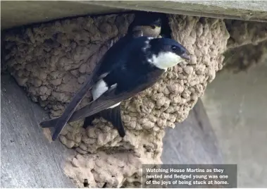  ??  ?? Watching House Martins as they nested and fledged young was one of the joys of being stuck at home.