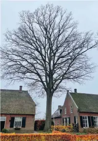  ??  ?? Top: Kees has planted almost
300 oaks around the farm.
Above: A majestic oak in the Netherland­s village where Kees grew up.