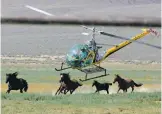  ?? ASSOCIATED PRESS FILE PHOTO ?? A livestock helicopter pilot rounds up wild horses in 2008 near Empire, Nev. Wild-horse advocates say President Donald Trump’s new budget proposal could end up sending thousands of free-roaming mustangs to slaughter houses in Canada and Mexico.
